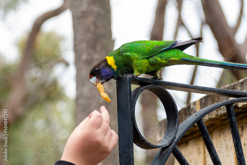 Australian ringneck, broad-tailed parrot bird in green blue Color , in Western Australia (Barnardius zonarius semitorquatus) photo