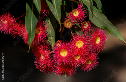 Red flowering gum tree blossoms, Corymbia ficifolia Wildfire variety, Family Myrtaceae. Endemic to Stirling Ranges near Albany in on south west coast of Western Australia. Flowers mainly in summer