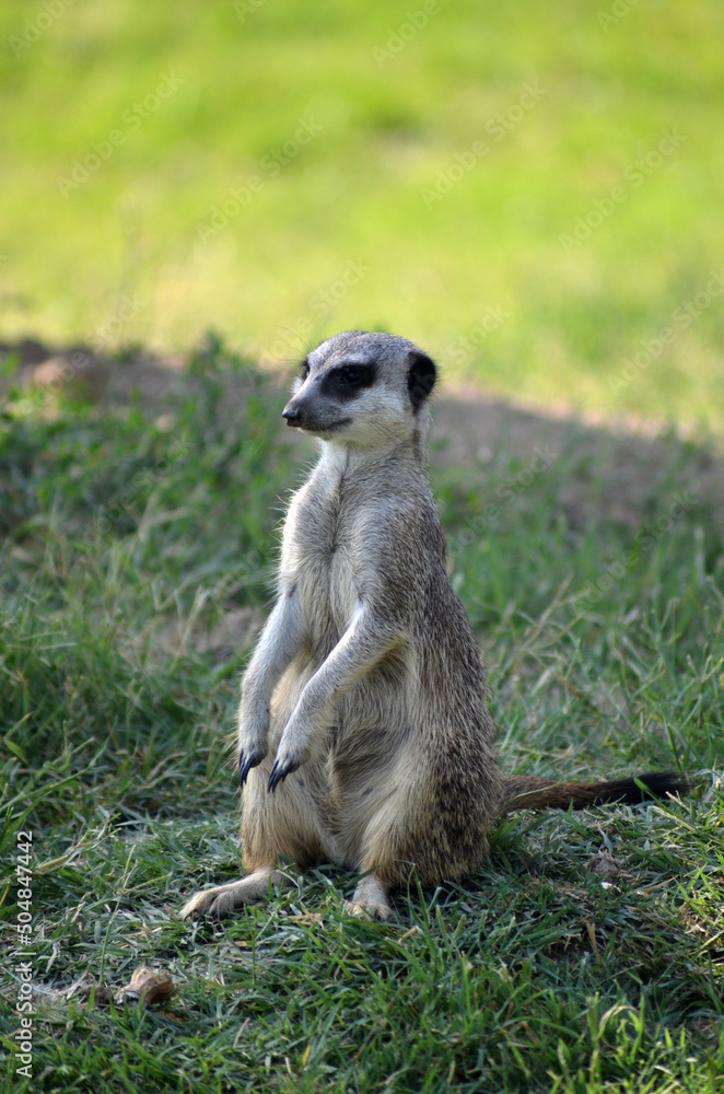 Fototapeta premium Meerkat in day light in a zoo