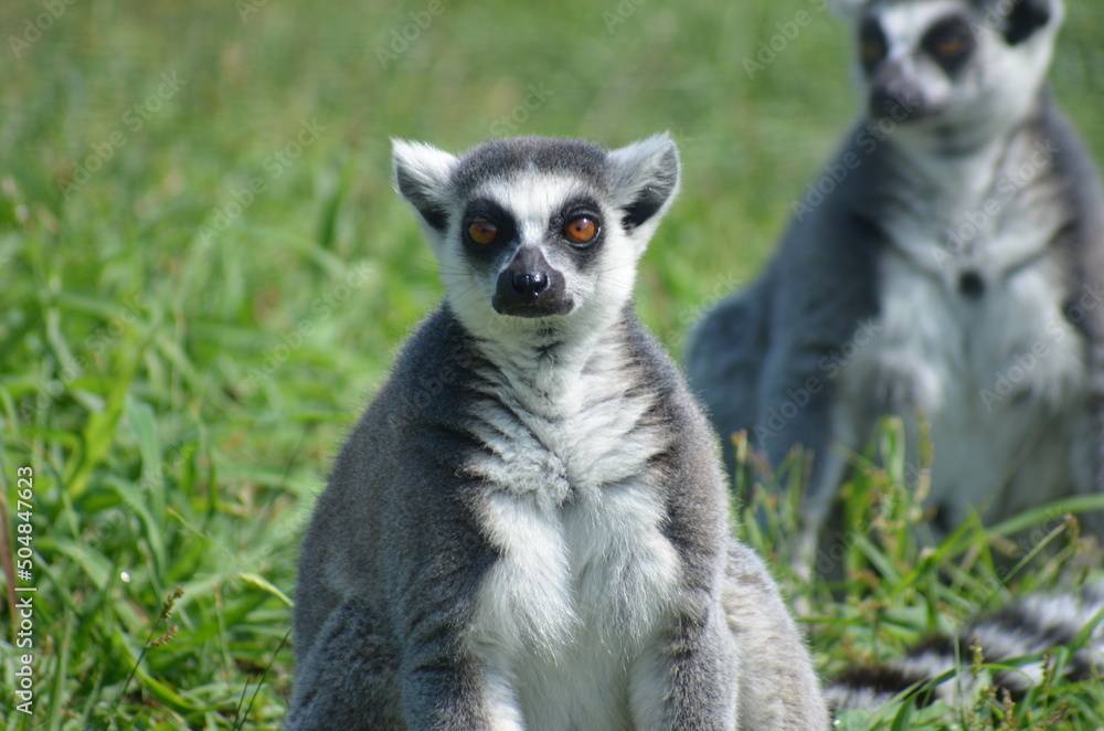 Lemur in daylight in zoo