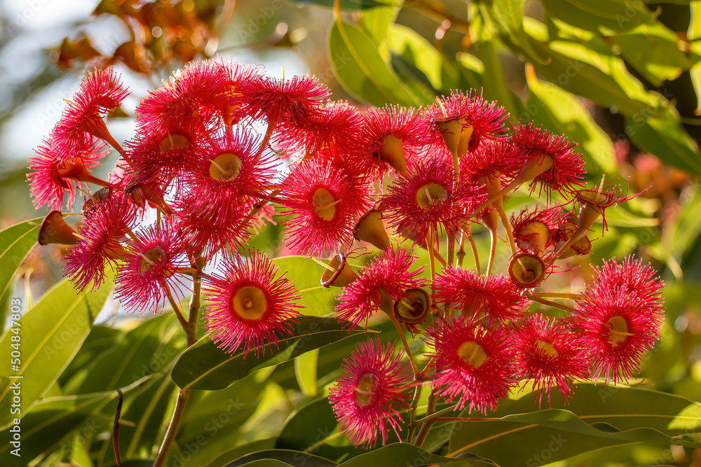 Red flowering gum tree blossoms, Corymbia ficifolia Wildfire variety, Family Myrtaceae. Endemic to Stirling Ranges near Albany in on south west coast of Western Australia. Flowers mainly in summer