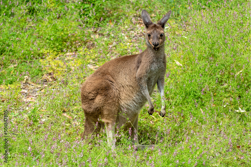 Kangaroo at Yanchep National Park Western Australia photo