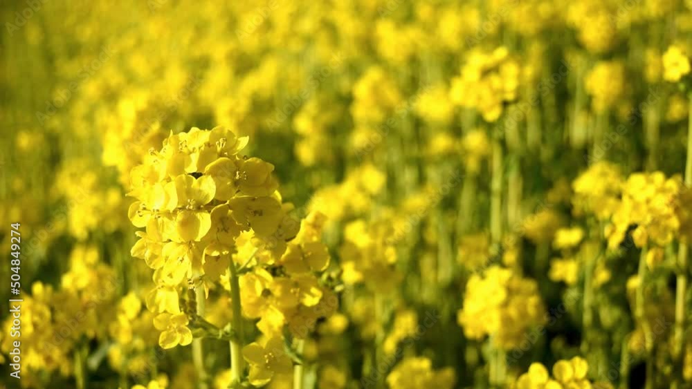 黄色はラッキーカラーとして好かれています。特に菜の花は咲く季節も良く、周辺を明るくします。 黄色はラッキーカラーとして好かれています。特に菜の花は咲く季節も良く、周辺を明るくします。