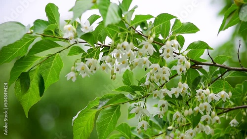 5月から6月にかけて小枝の先に釣り鐘状の白い花をつけるのは有名ですが、秋には卵形の果実が生ることはあまり知られていません。 photo