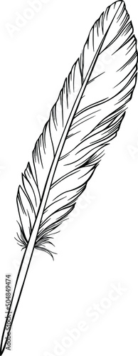 Vector feather. Hand drawn. Vintage art illustration