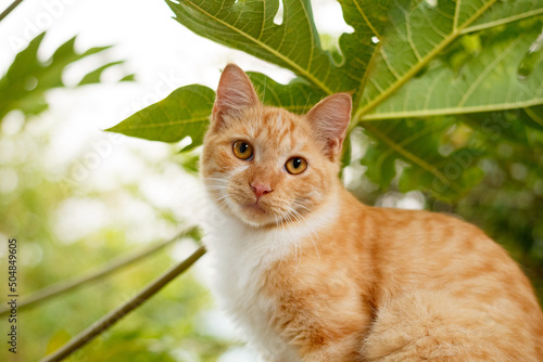 Cute kitten in the leaves