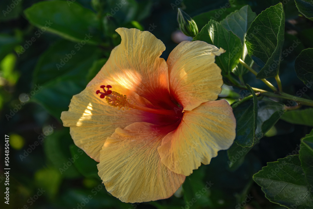 Close up of bright Yellow Hibiscus with red center