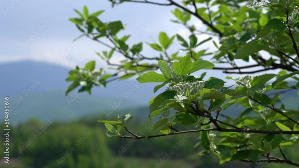 Whitebeam flowering in spring (Sorbus aria) - (4K) Whitebeam flowering in spring (Sorbus aria) - (4K)