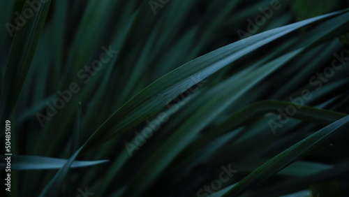 background texture leaves dark garden shade and light