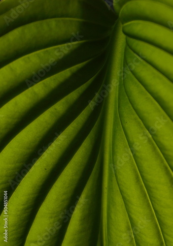 Flower leaf pattern macro shadows and lines