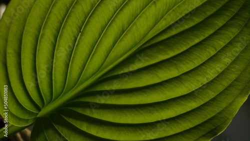 sheet background texture pattern green summer