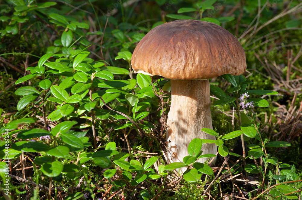 Wildlife of Europe - edible mushroom Penny Bun (King bolete) growing in forest Wildlife of Europe - edible mushroom Penny Bun (King bolete) growing in forest