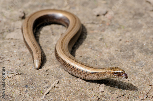 Rare animal, legless shiny harmless lizard slow worm on the ground