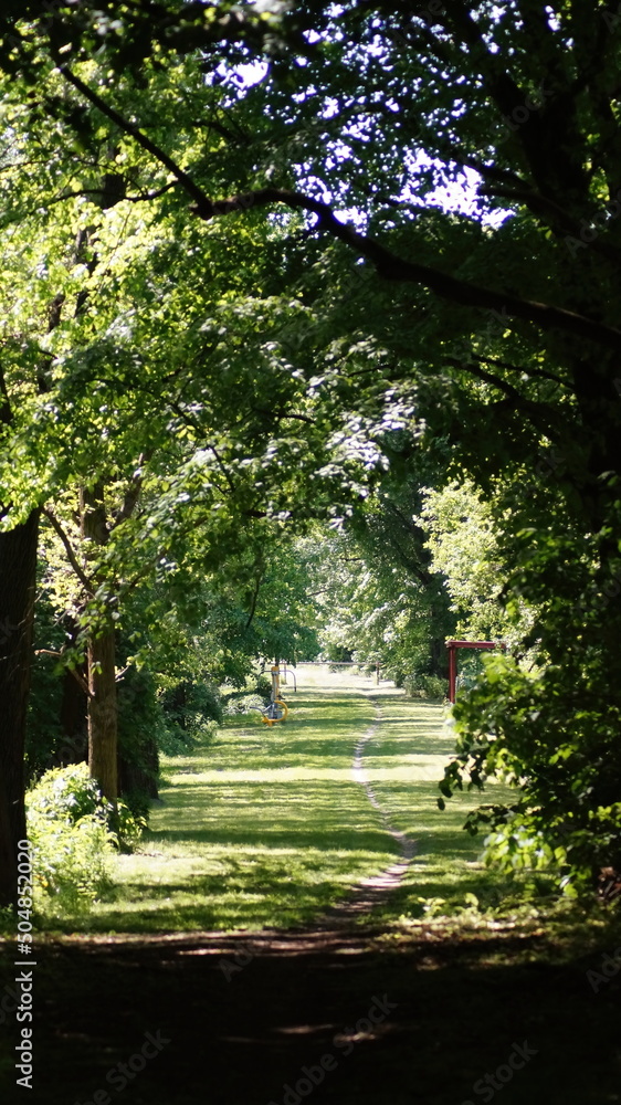 sun rays in the forest