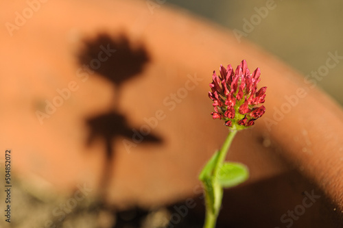 Rotklee Trifolium pratense mit Schattenwurf an Blumentopf