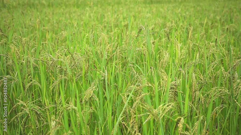 Rice plant in rice field Rice plant in rice field