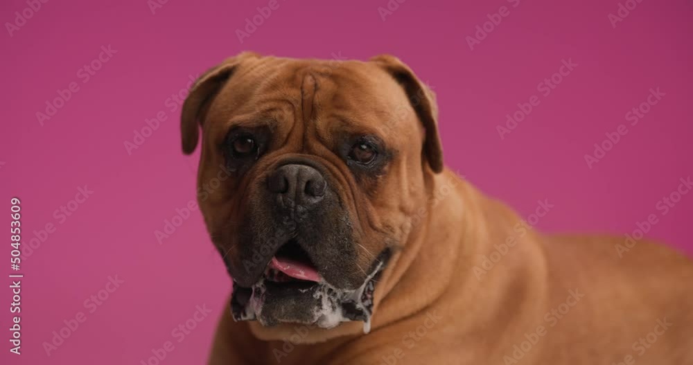 lovely mastiff puppy laying down on pink background in studio while looking up and around with tongue out and panting lovely mastiff puppy laying down on pink background in studio while looking up and around with tongue out and panting