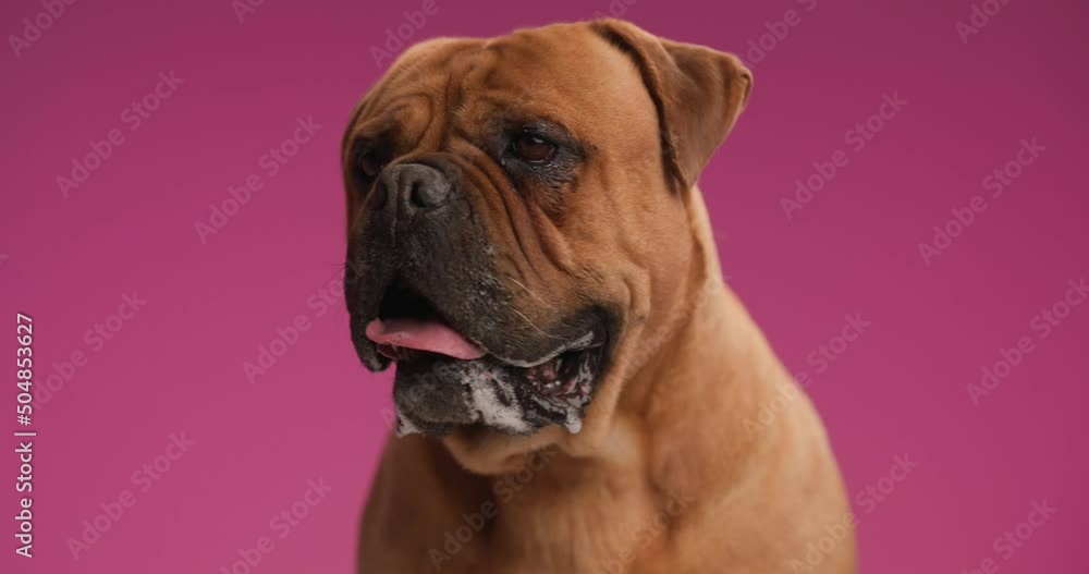 precious brown mastiff dog sticking out tongue, looking up and around and panting while sitting on pink background in studio precious brown mastiff dog sticking out tongue, looking up and around and panting while sitting on pink background in studio
