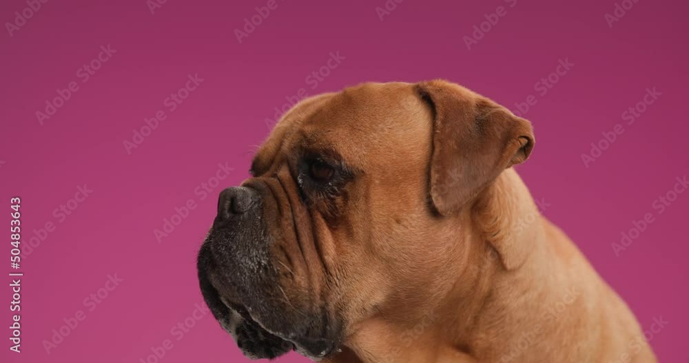 project video of lovely mastiff dog licking nose with tongue exposed and looking up side on pink background in studio project video of lovely mastiff dog licking nose with tongue exposed and looking up side on pink background in studio
