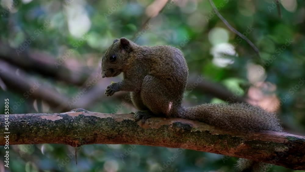 Seen in the middle eating a yellow fruit while facing to the left, Grey-bellied Squirrel Callosciurus caniceps, Kaeng Krachan National Park, Thailand. Seen in the middle eating a yellow fruit while facing to the left, Grey-bellied Squirrel Callosciurus caniceps, Kaeng Krachan National Park, Thailand.