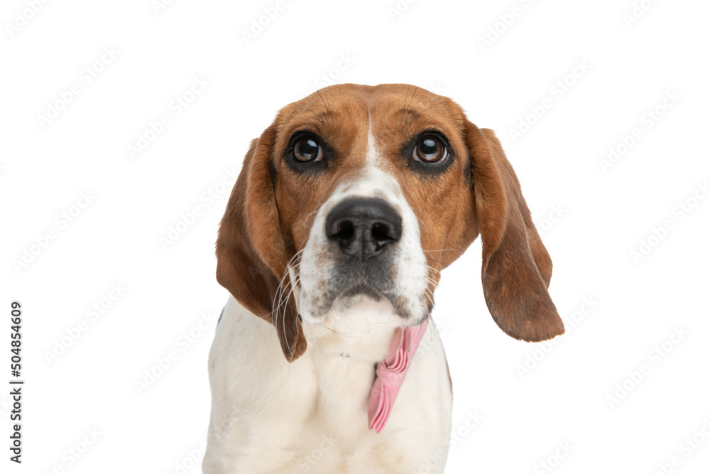 small beagle dog looking away with big eyes small beagle dog looking away with big eyes