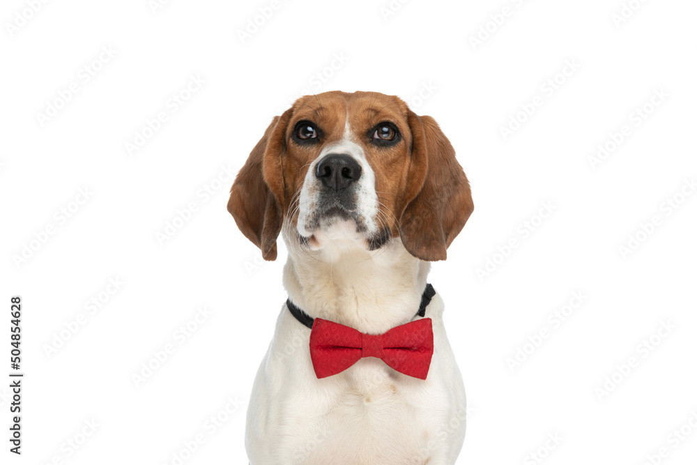 beagle dog sitting against white background, looking away