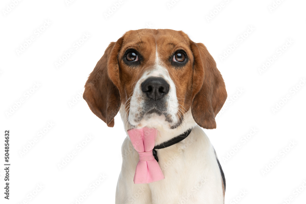 cute little beagle dog looking at the camera cute little beagle dog looking at the camera