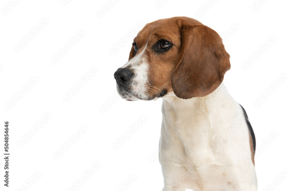 little beagle dog standing on one side little beagle dog standing on one side