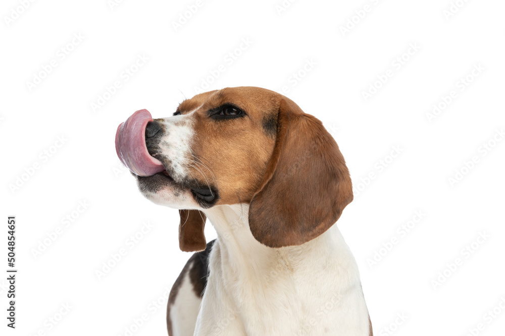 cute beagle dog licking his nose and standing