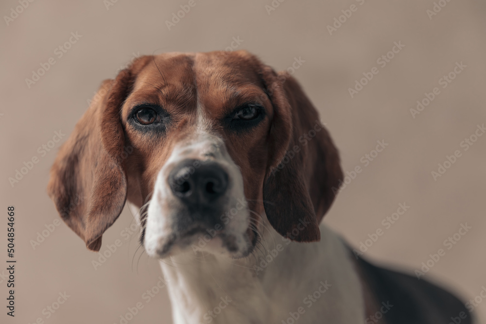 beagle dog feeling disgusted over something and a little uncomfortable