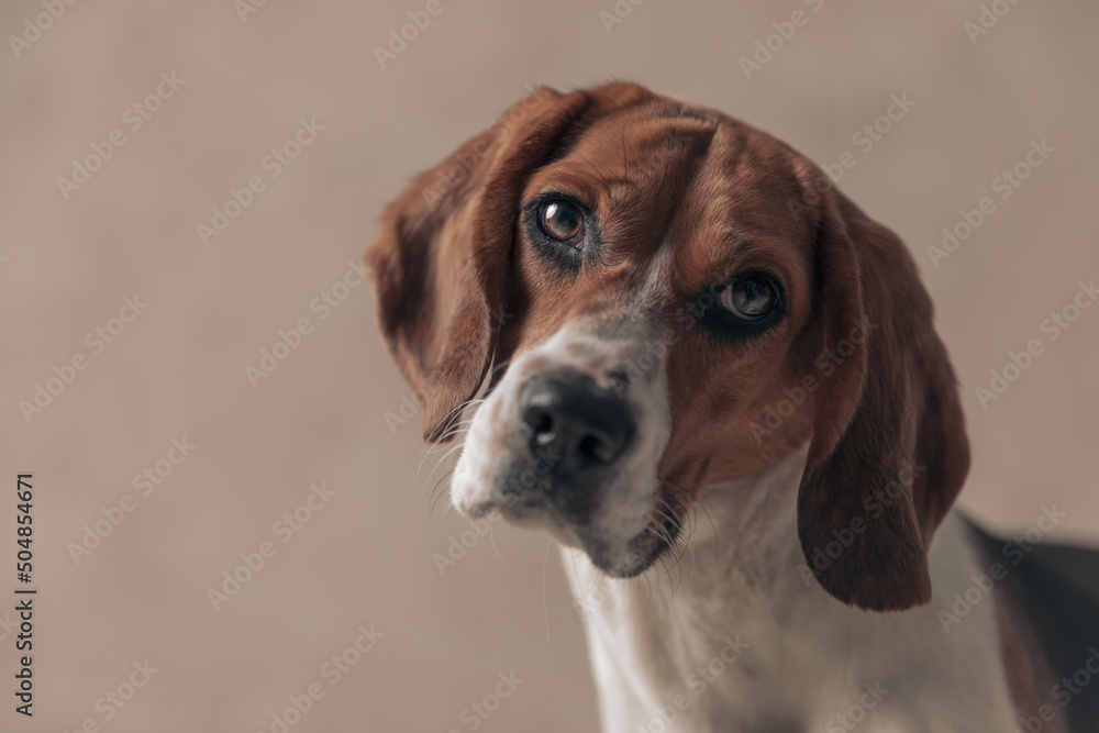 beagle dog tilting his head and making puppy eyes beagle dog tilting his head and making puppy eyes
