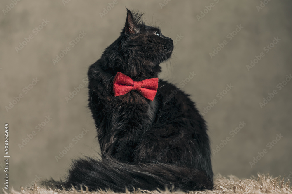 metis cat looking to side and wearing a red bowtie