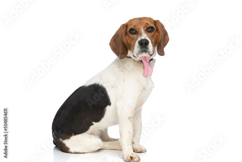 beagle dog sitting with his body to the side