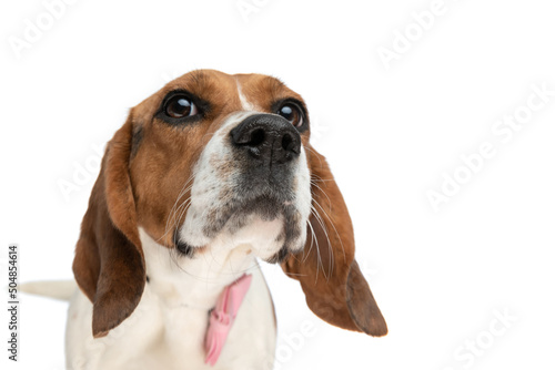 Photos beagle dog sniffing something around and wearing a pink bowtie