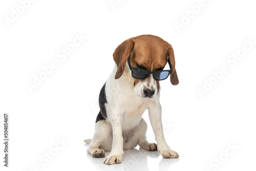 dramatic beagle dog is wearing sunglasses, looking down