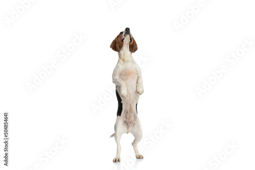 Fototapet adorable beagle dog standing on hind legs