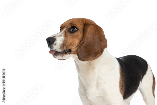 adorable beagle dog licking his mouth and feeling happy