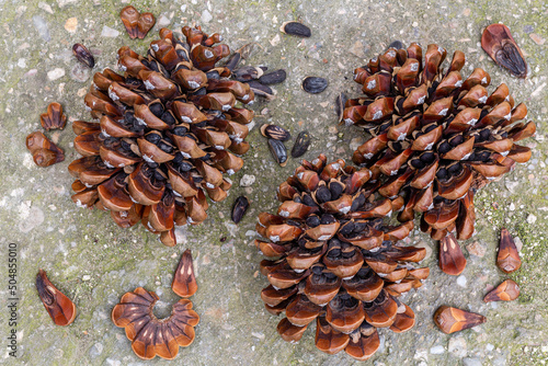 Pine cones and pine nuts from Pino Piñonero. Pinus pinea. photo