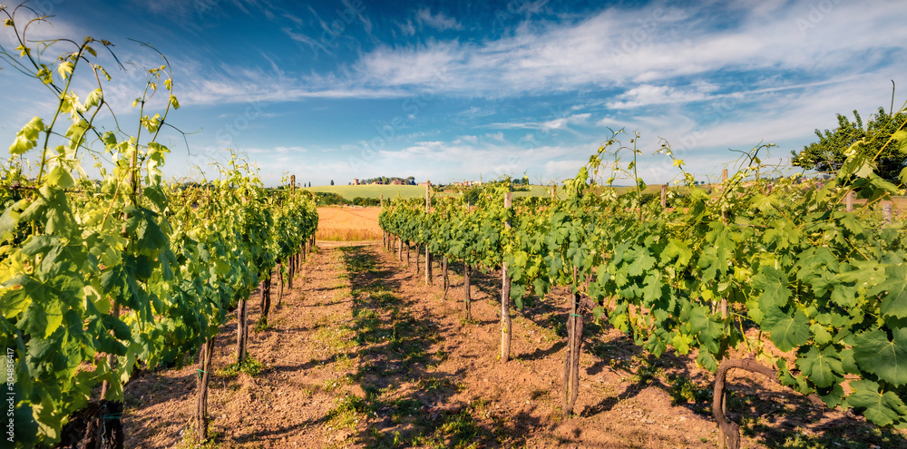 Naklejka premium Adorable summer view of vineyard in Tuscany. Wonderful morning scene of Italian countryside, Siena location, Italy, Europe. Beauty of countryside concept background.
