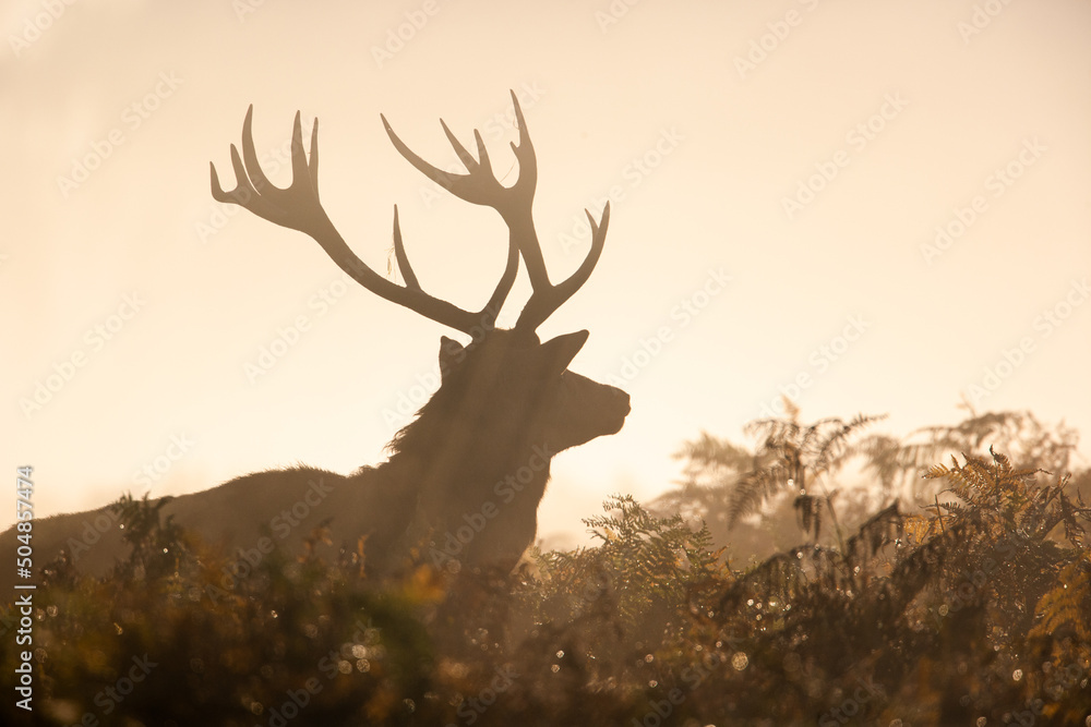 Obraz premium Silhouetted Red Deer during the annual deer rut 