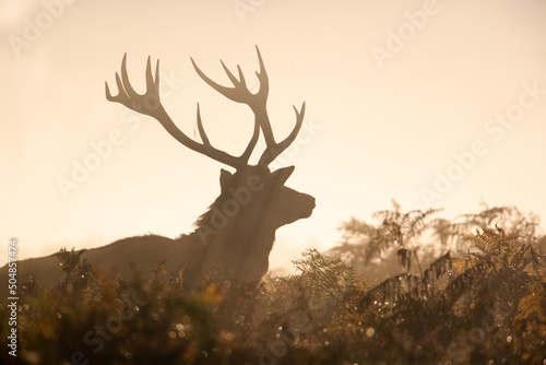 Print op canvas Silhouetted Red Deer during the annual deer rut