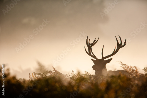Tableau sur toile Silhouetted Red Deer during the annual deer rut