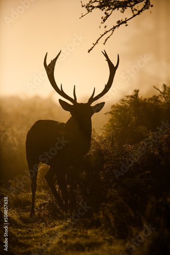 Silhouetted Red Deer during the annual deer rut 