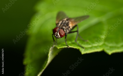 close up of a fly on a leaf