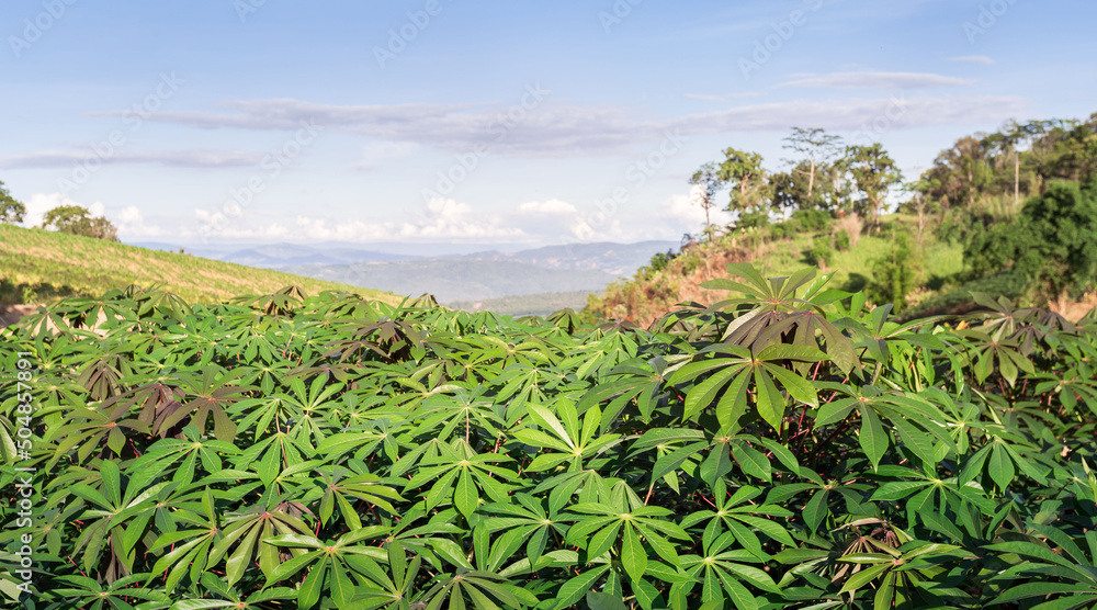 Cassava in the beautiful green countryside. Growing cassava, The cassava is the tropical food plant,it is a cash crop in Thailand. This is the landscape of cassava plantation in the Thailand. Cassava in the beautiful green countryside. Growing cassava, The cassava is the tropical food plant,it is a cash crop in Thailand. This is the landscape of cassava plantation in the Thailand.