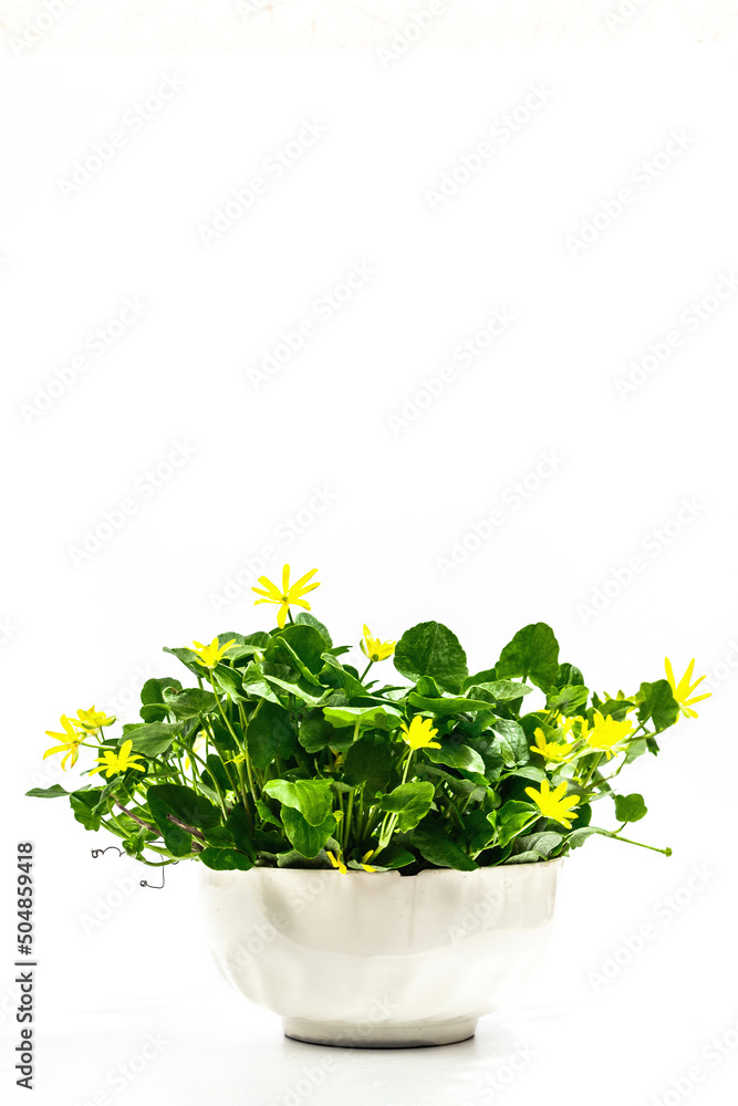 Ficaria verna, lesser celandine or pilewort in a pot isolated on white background