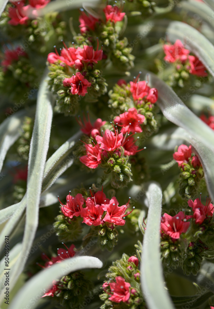 Flora of Tenerife - Echium wildpretii, red bugloss, natural macro floral background

