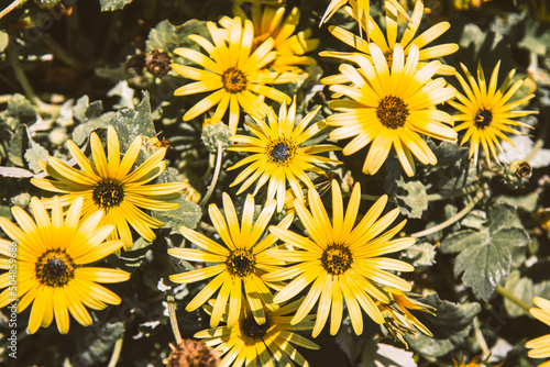 Fototapeta Naklejka Na Ścianę i Meble -  field of yellow daisies in spring