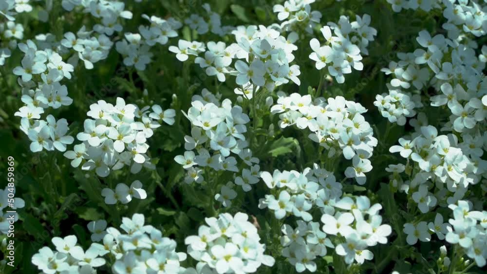 Close-up of a white color flower blooming background. Springtime 4k video. Growth and renewal. Close-up of a white color flower blooming background. Springtime 4k video. Growth and renewal.
