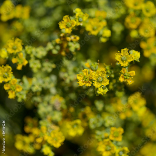 Flora of Gran Canaria - Ruta chalepensis, fringed rue, introduced species, natural macro floral background
 photo